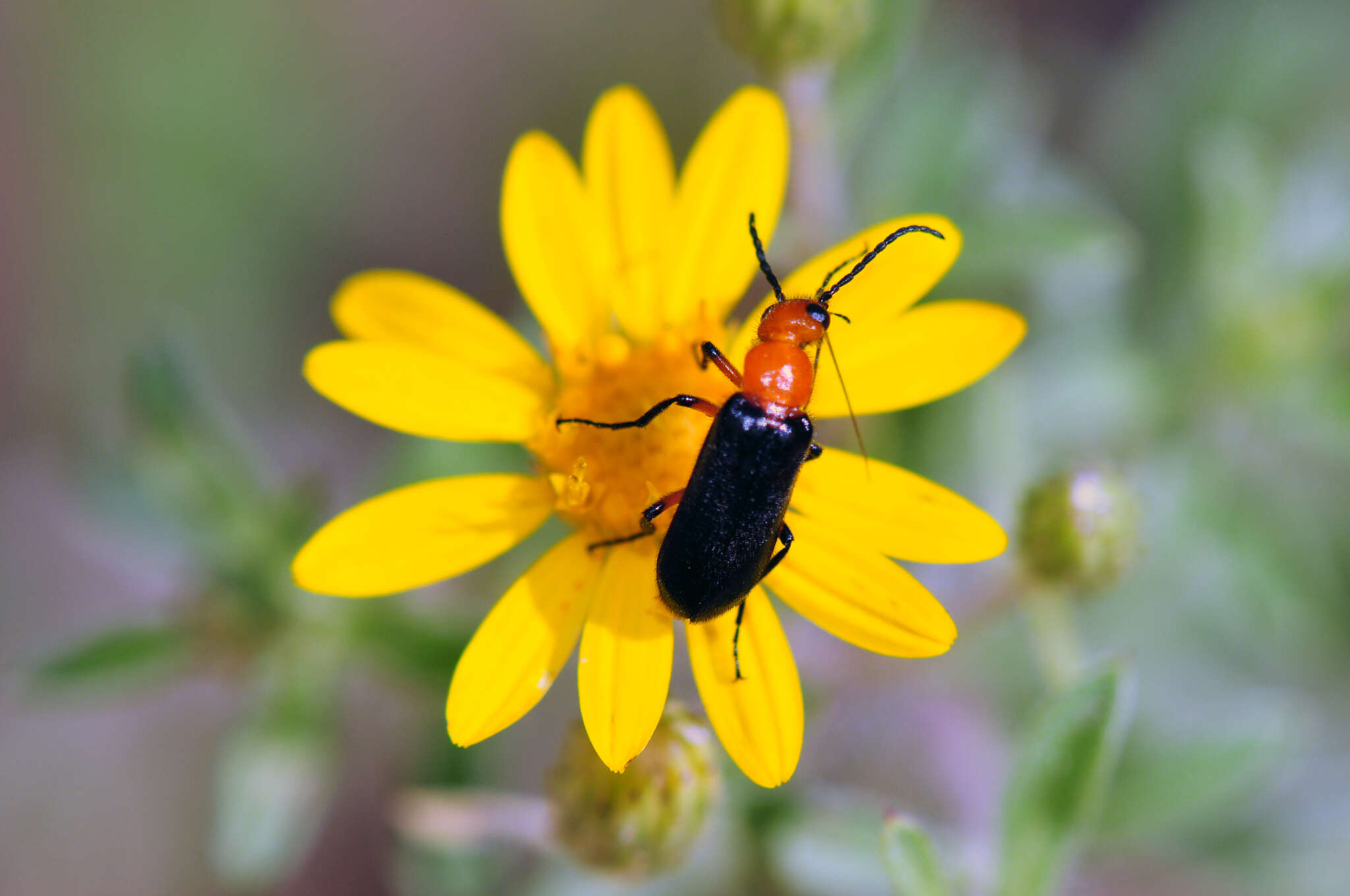 Image of Nemognatha (Pauronemognatha) nigripennis Le Conte 1853