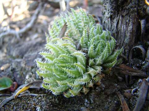 Image of Haworthia herbacea var. herbacea