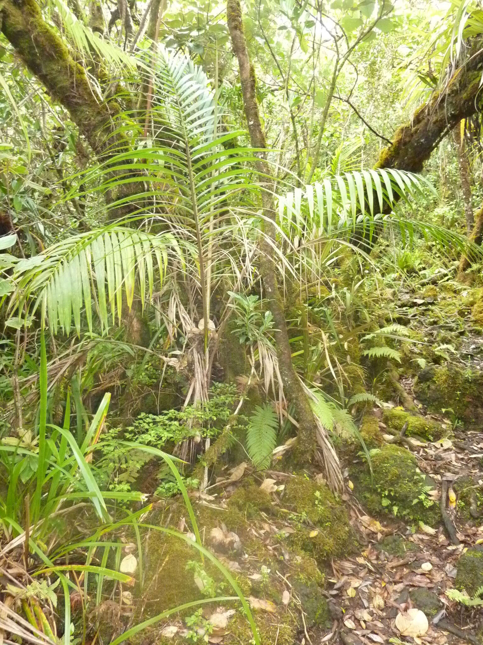 Image of Acanthophoenix crinita (Bory) H. Wendl.