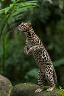 Image of Margay