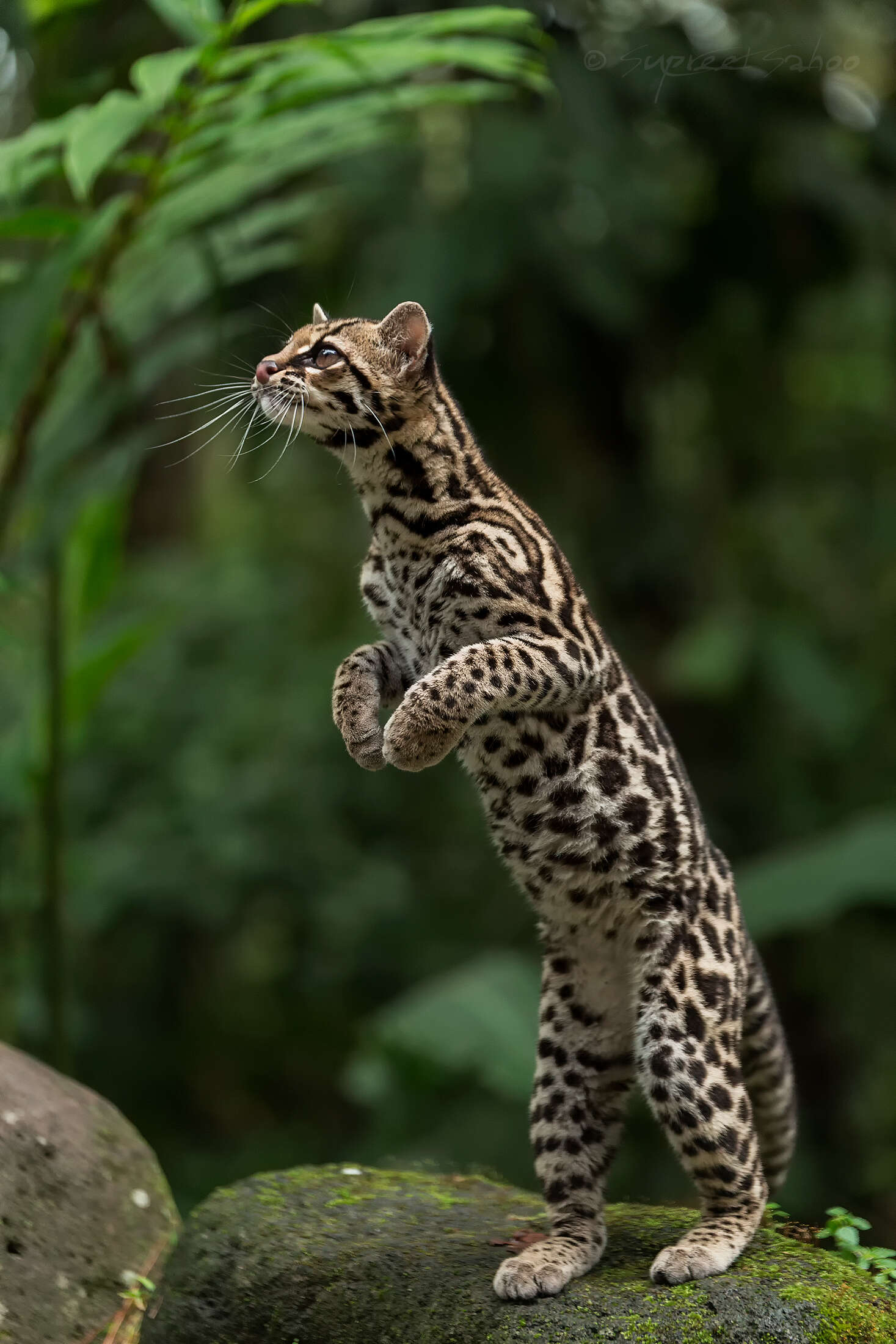 Image of Margay