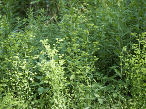 Image of Upright Spurge