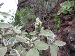 Image of Sideritis cretica subsp. cretica