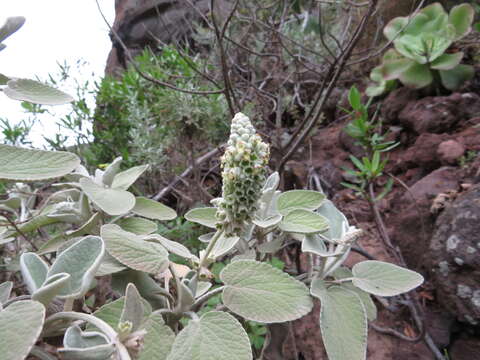 Image of Sideritis cretica subsp. cretica