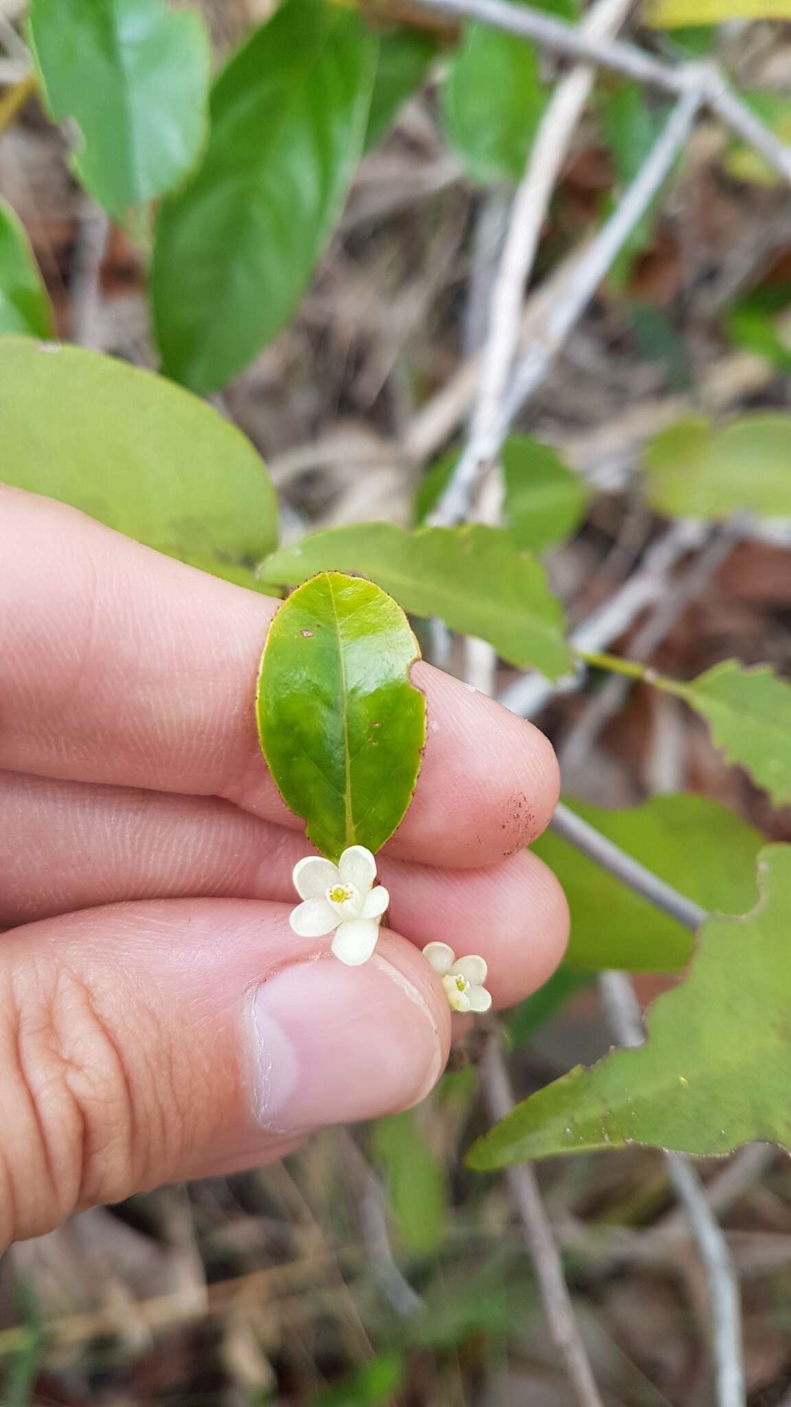 صورة Symplocos guianensis (Aubl.) Guerke