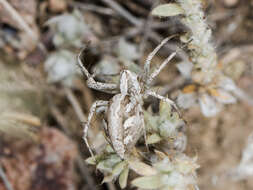 Image of Oxyopes globifer Simon 1876