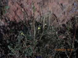 Image de Macrosyringion longiflorum (Vahl) Rothm.