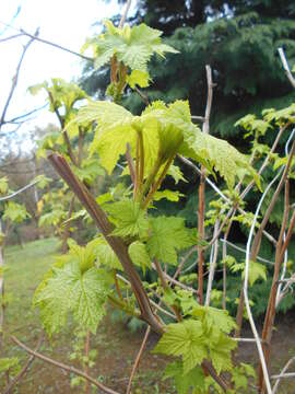 Image of American bramble