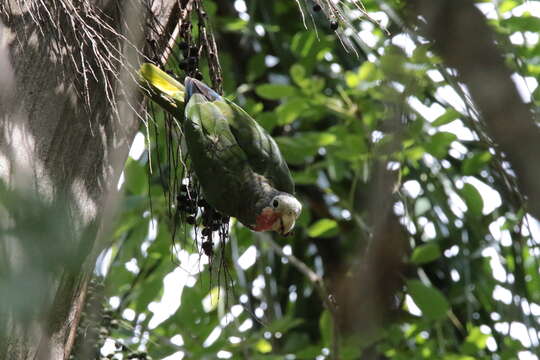 Image of Bahamas Parrot