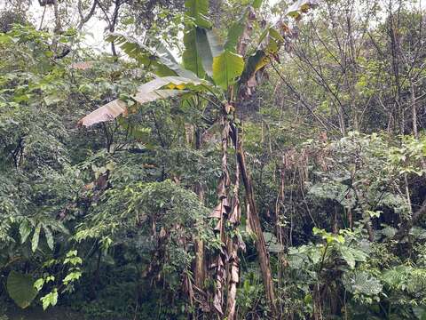 Image of Musa itinerans var. formosana (Warb.) Häkkinen & C. L. Yeh