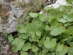 Rumex scutatus L. resmi