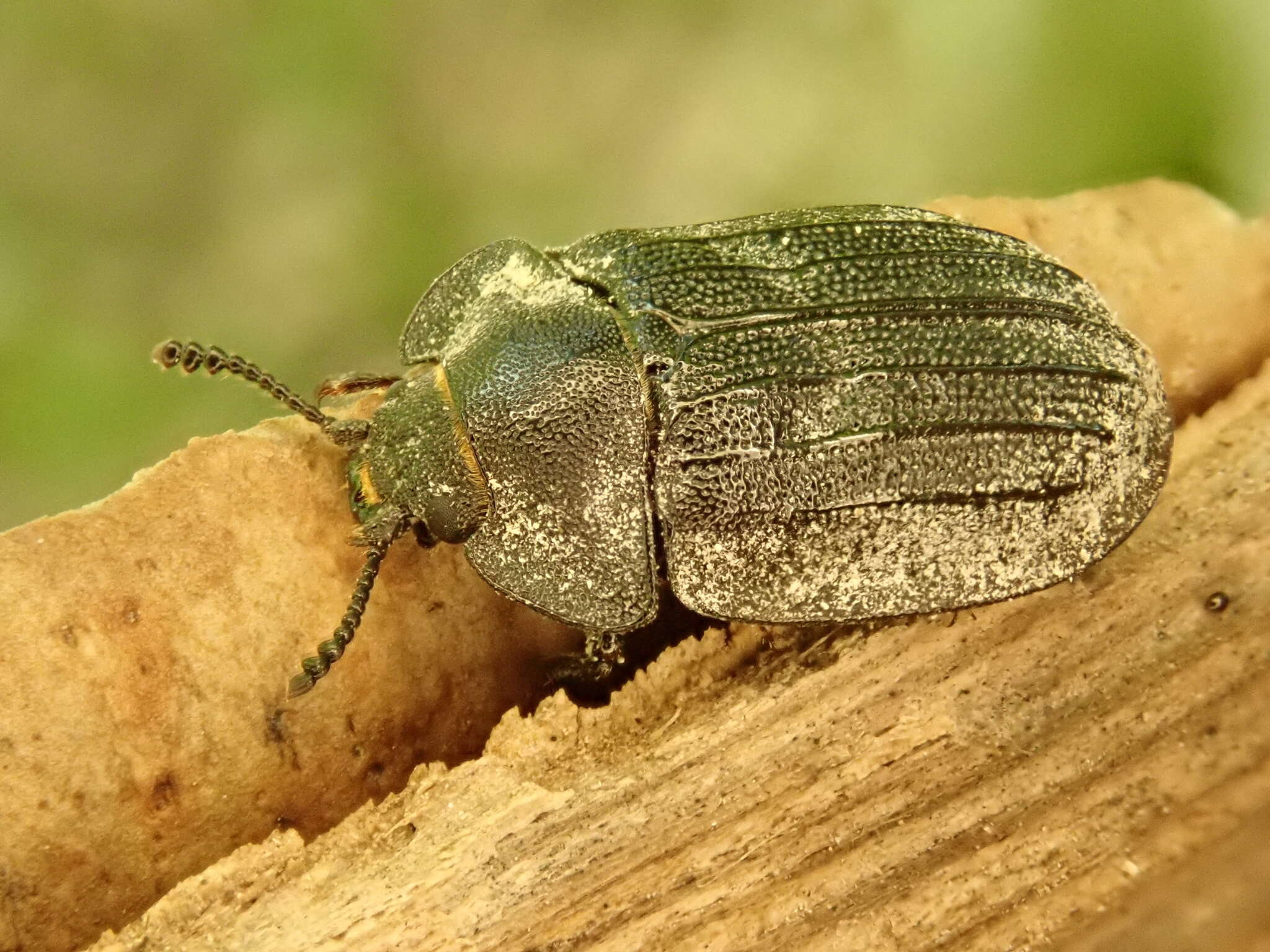 Image of Peltis grossa (Linnaeus 1758)