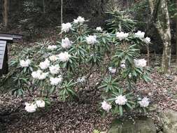 Imagem de Rhododendron degronianum Carr.