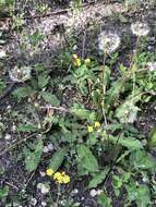 Image of Taraxacum mongolicum Hand.-Mazz.