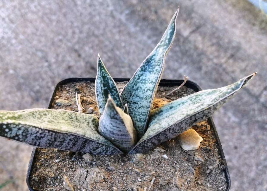 Image of Gasteria ellaphieae van Jaarsv.