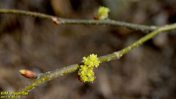 Image of Lindera obtusiloba Bl.