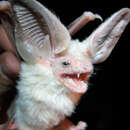 Image of Desert Long-eared Bat