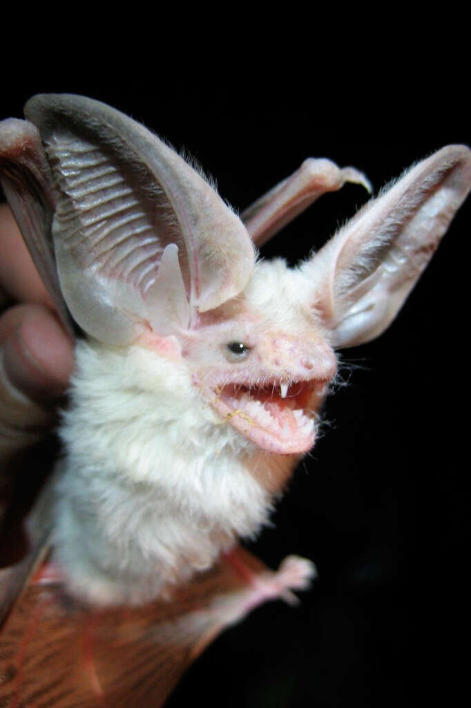 Image of Desert Long-eared Bat