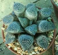 Image of Haworthia emelyae Poelln.