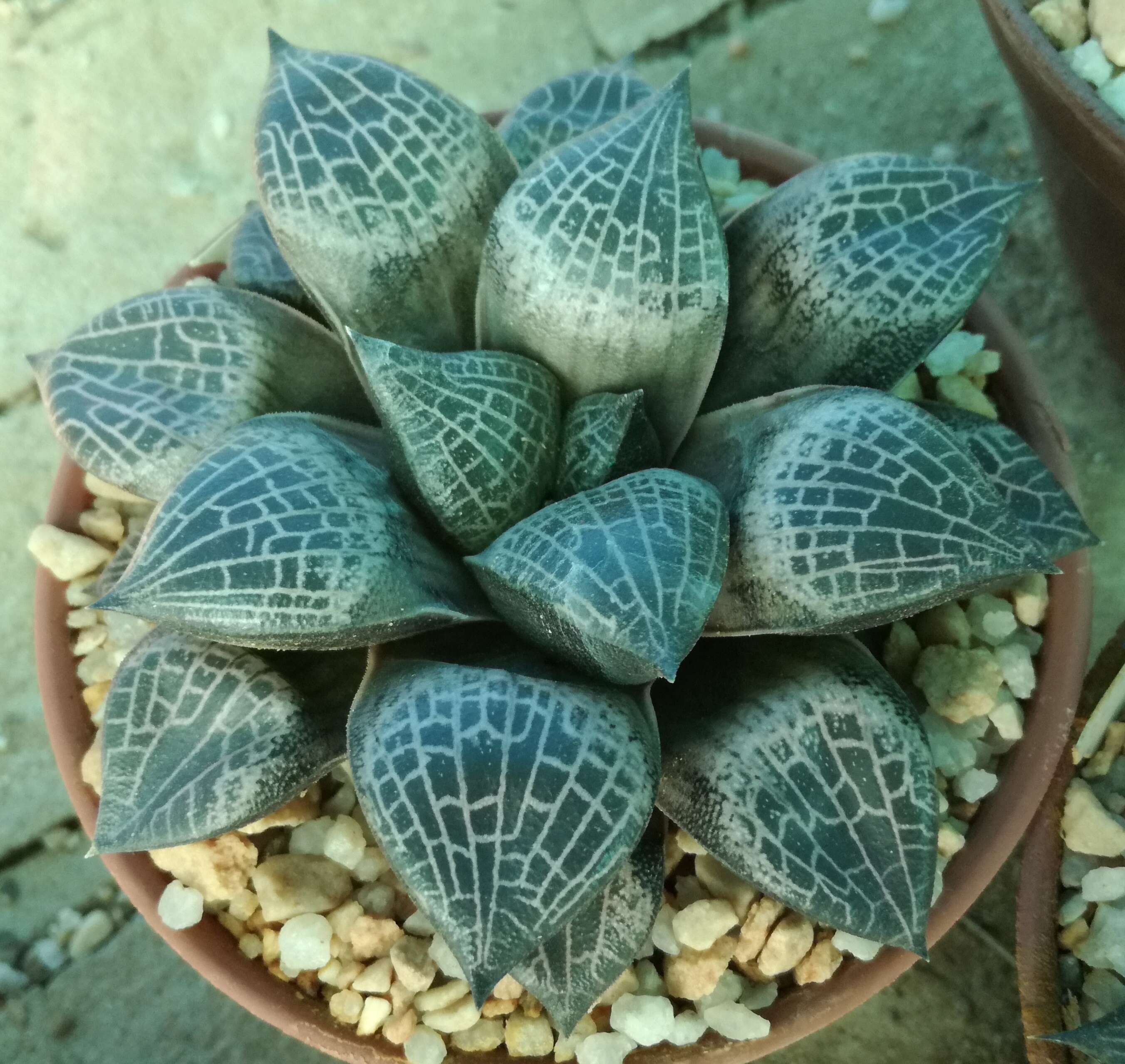 Image of Haworthia emelyae Poelln.