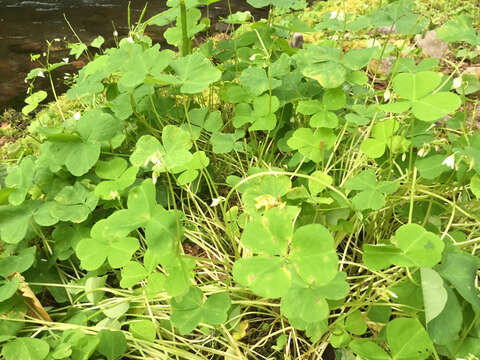 Image of Trillium-Leaf Wood-Sorrel