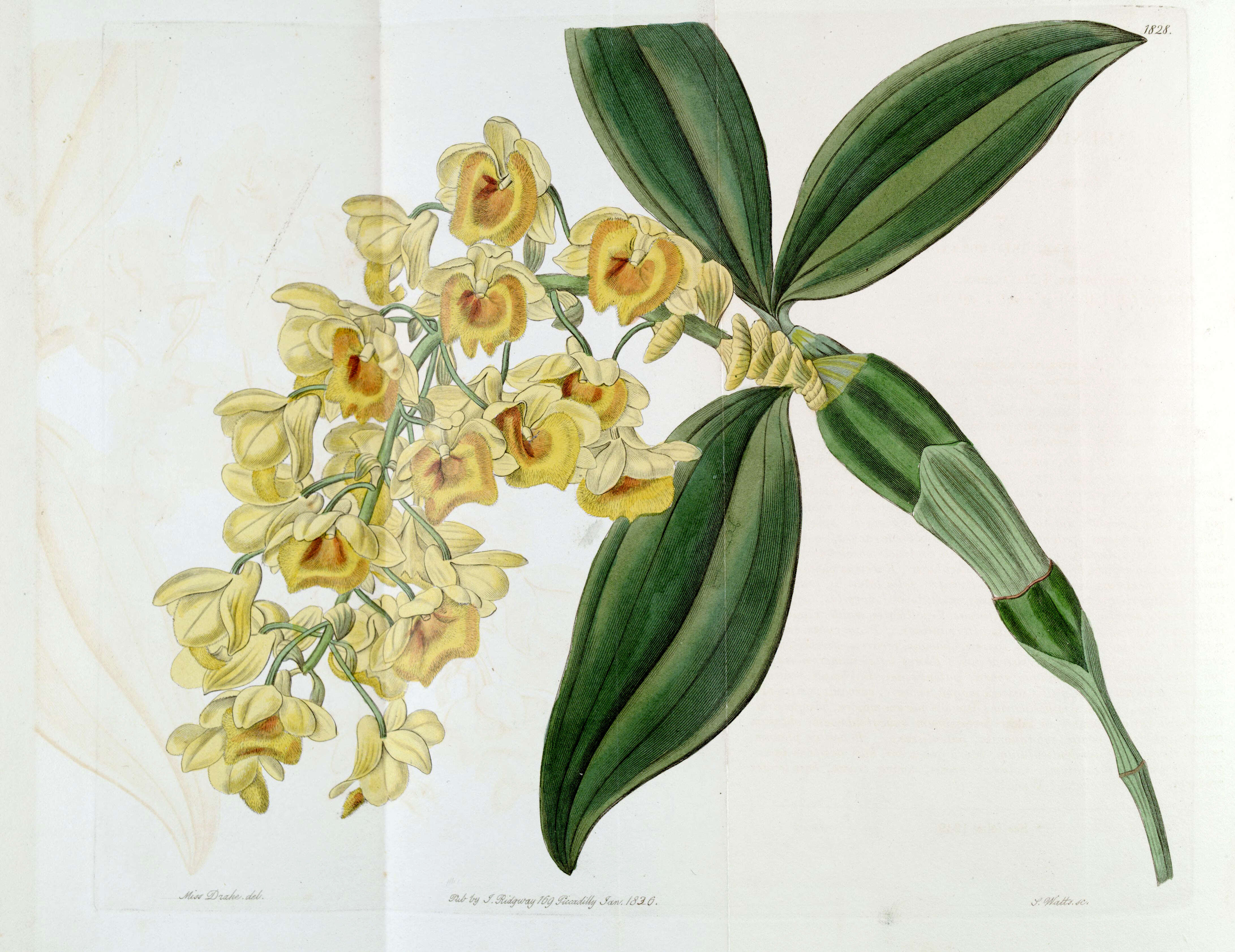 Imagem de Dendrobium densiflorum Lindl.