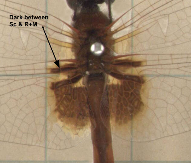 Image of Aethriamanta circumsignata Selys 1897