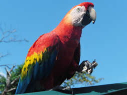 Image of Scarlet Macaw