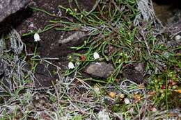 Image of clubmoss cassiope