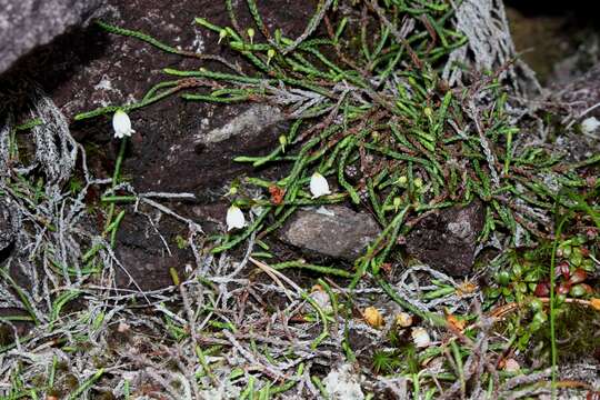 Image of clubmoss cassiope