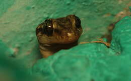 Image of <i>Dravidogecko tholpalli</i>