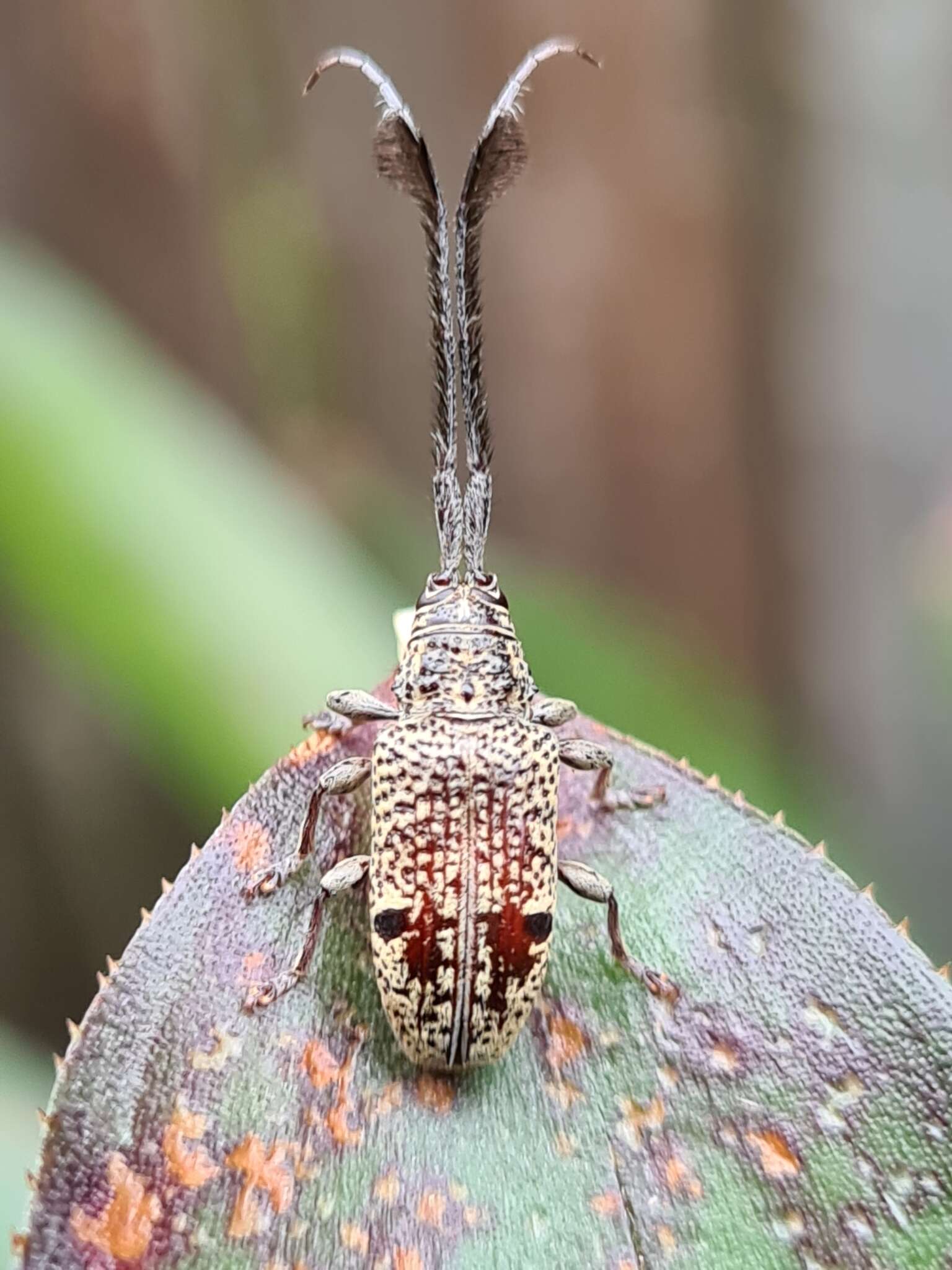 Image of Thyada barbicornis (Pascoe 1859)