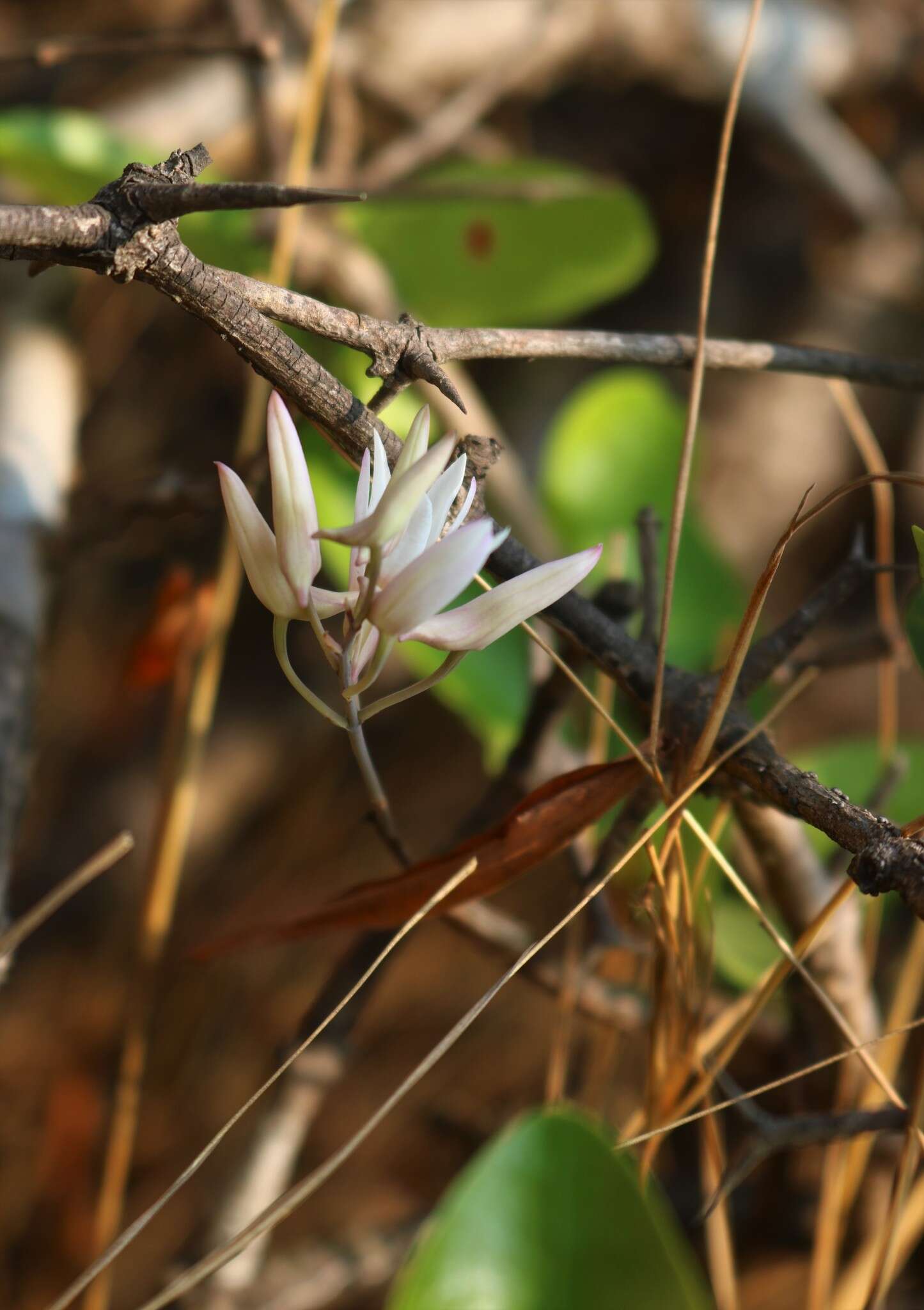 Image of Dendrobium barbatulum Lindl.