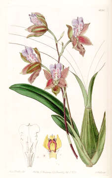 Imagem de Miltonia russelliana (Lindl.) Lindl.