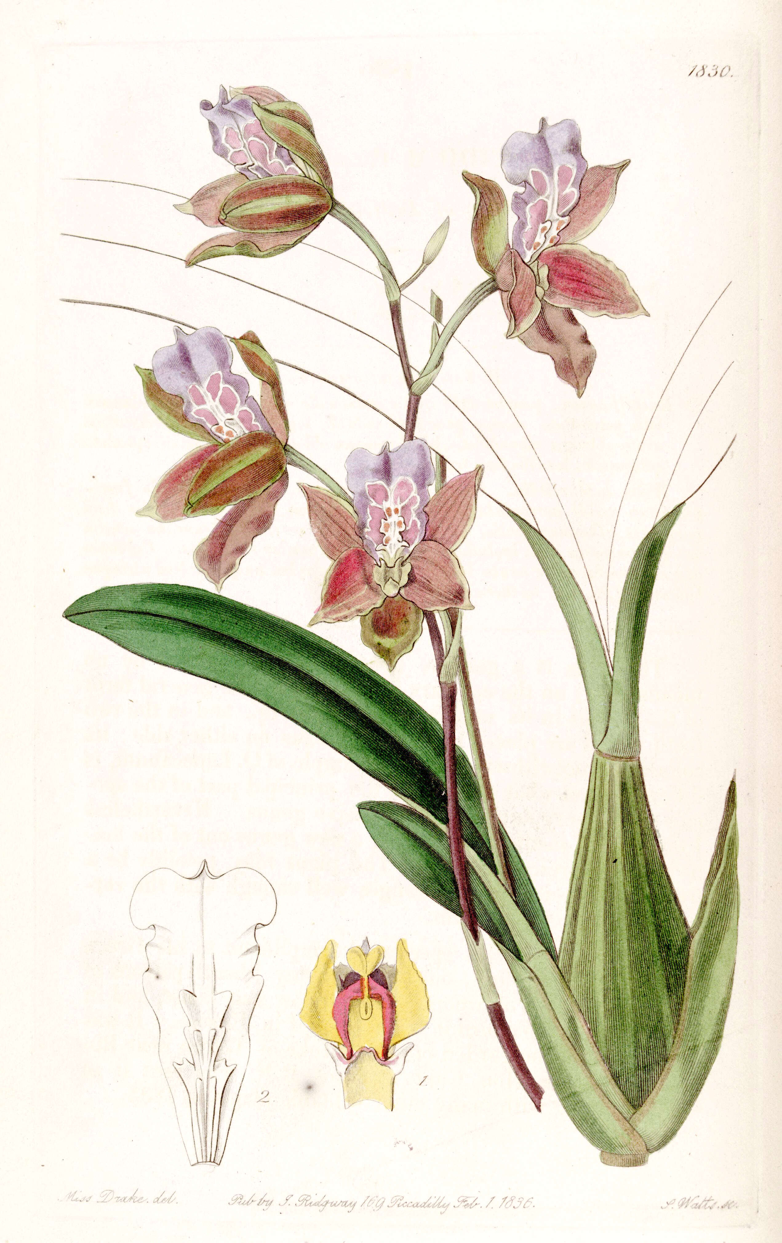 Image of Miltonia russelliana (Lindl.) Lindl.