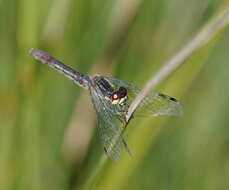 Image of Nannophya australis Brauer 1865