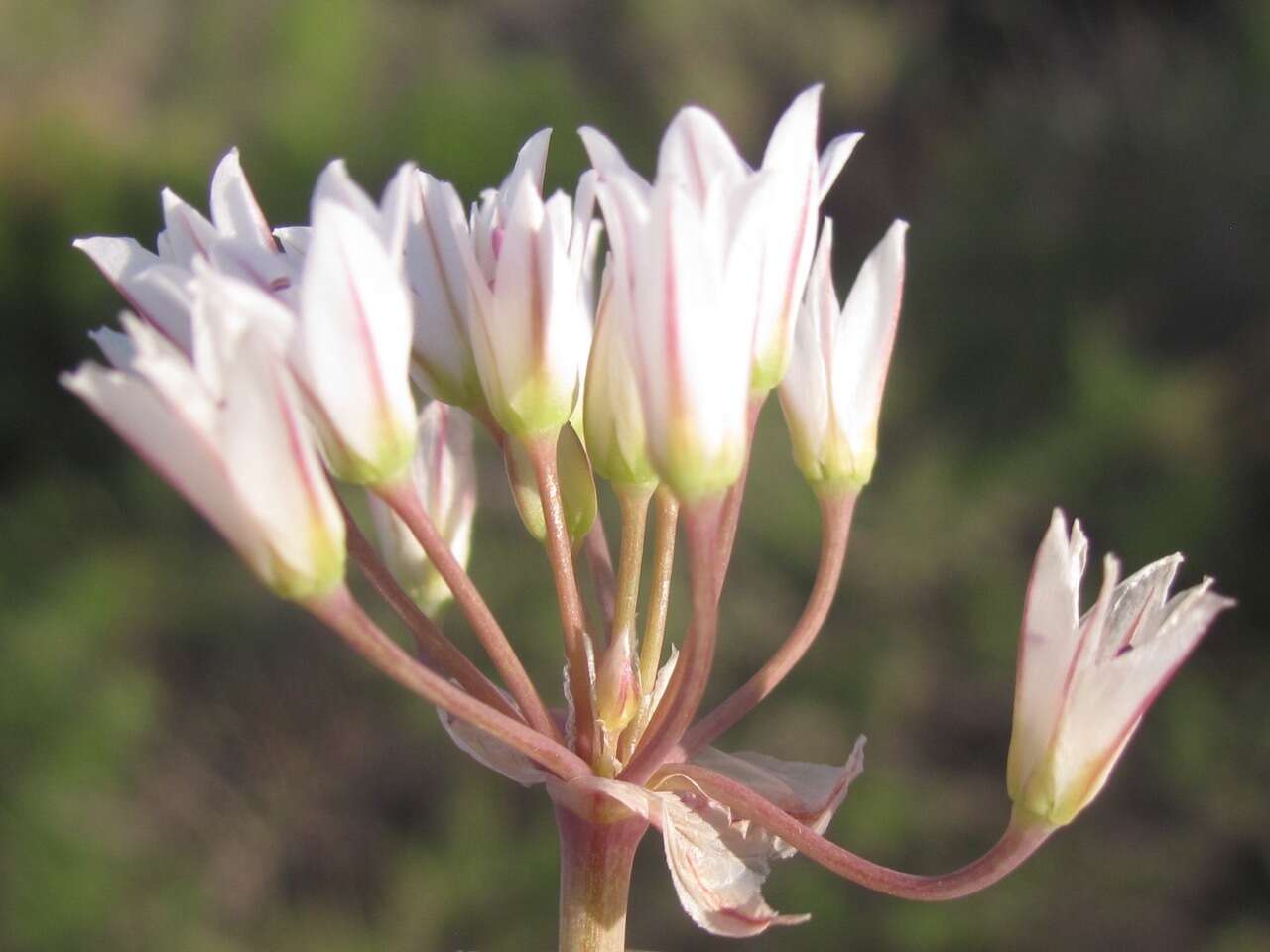 Image of largeflower onion