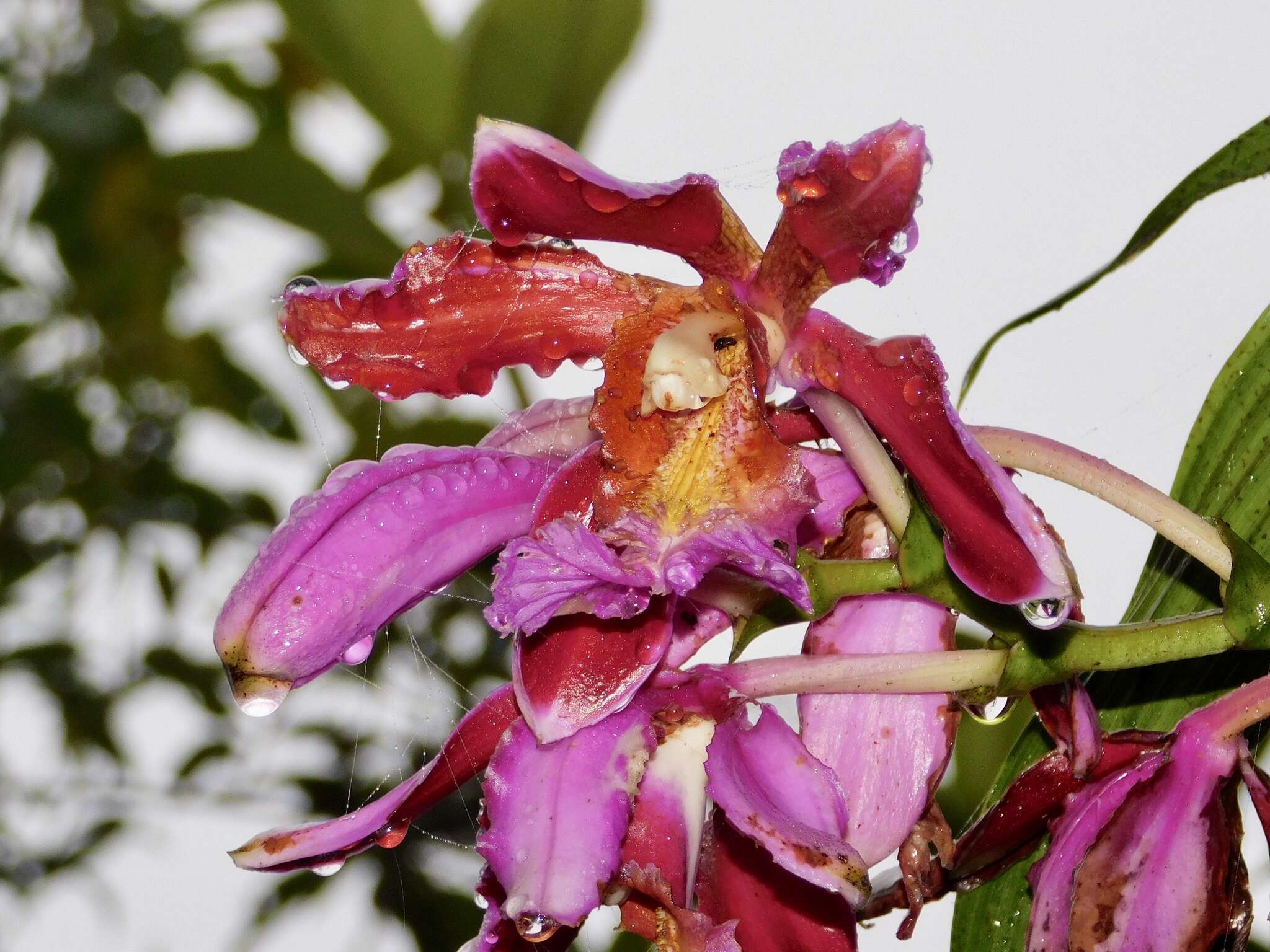 Plancia ëd Sobralia dichotoma Ruiz & Pav.