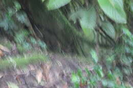 Image of Bicolored Antpitta