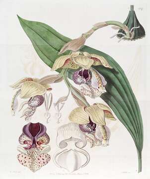 Image of Stanhopea insignis J. Frost ex Hook.