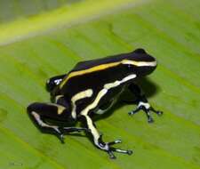 Image of Yellow-striped Poison Frog