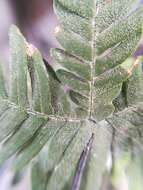 Image of Copeland's cloak fern