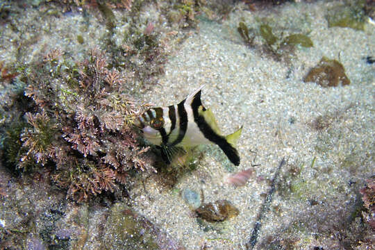 Image of Crested morwong