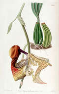 Image of Coryanthes macrantha (Hook.) Hook.