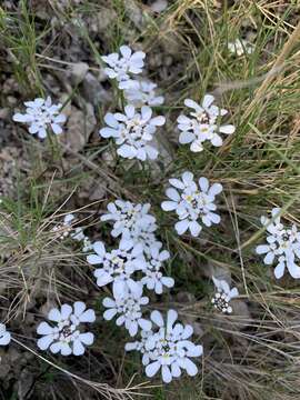 Image of Pruit's candytuft