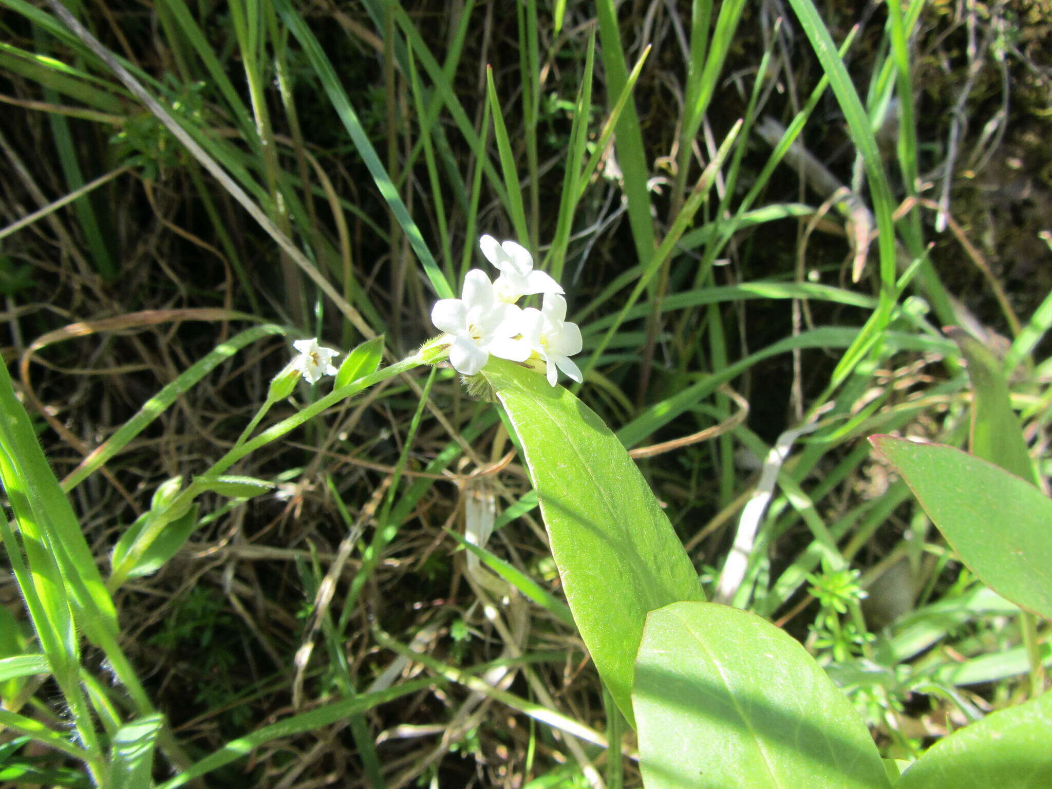 Image of Myosotis australis subsp. australis