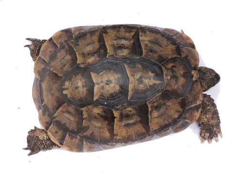 Imagem de testudo graeca