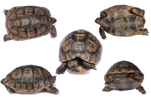 Image of Common Tortoise