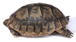 Imagem de testudo graeca