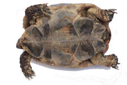 Imagem de testudo graeca